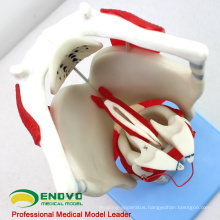 THROAT03(12507) Functional Larynx Model, 3 time Full Size Enlarge, Ear-Eye-Nose-Throat Models > Larynx Models